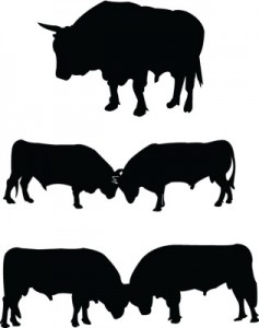 lots of bulls
